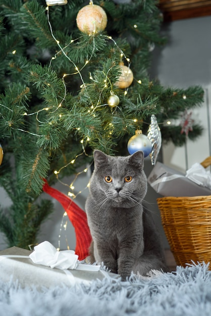 Cute grey British Shorthair cat wyth decorations