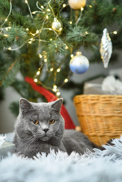 Cute grey British Shorthair cat wyth decorations