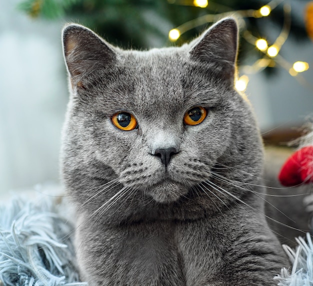 Cute grey British Shorthair cat wyth decorations