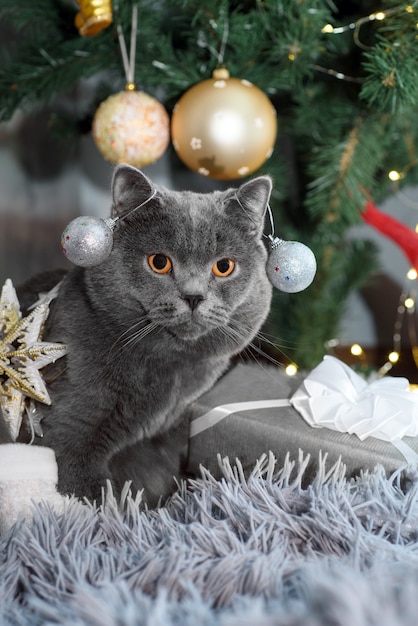 Cute grey British Shorthair cat wyth decorations