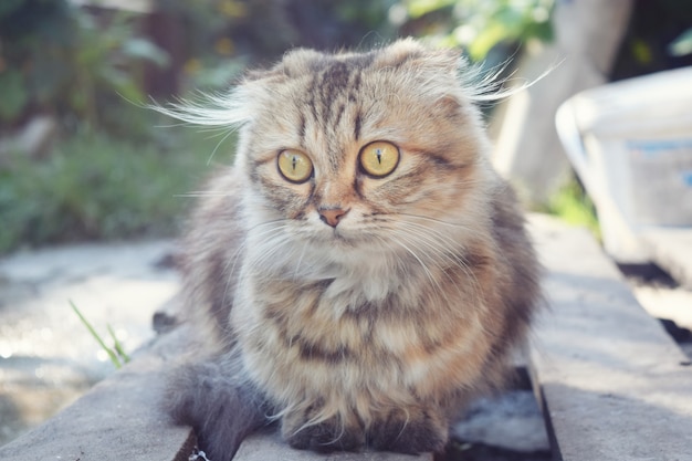 Cute grey cat close up 