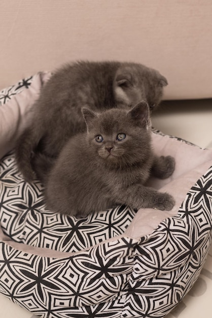 Cute grey scottish fold little kitten n home interior