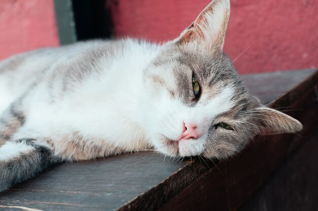 Cute grey street cat