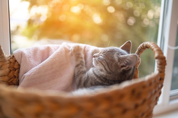 Cute grey tabby cat in a basket at home in living room near the window