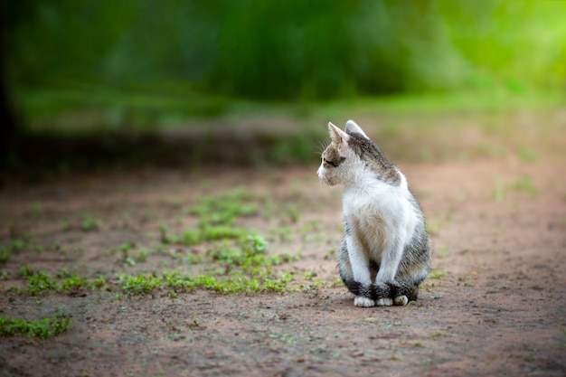 Cute grey and white cats face to the left and sit on the ground.