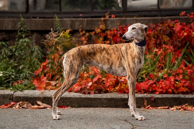 Cute greyhound dog in nature