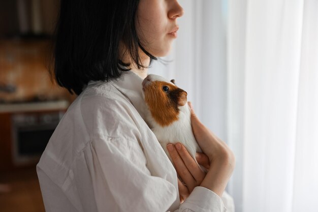 Cute guinea pig in the girl's arms, child and animal concept