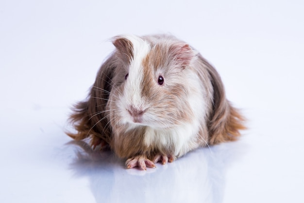 cute guinea pig guinea pig silkie lilac type