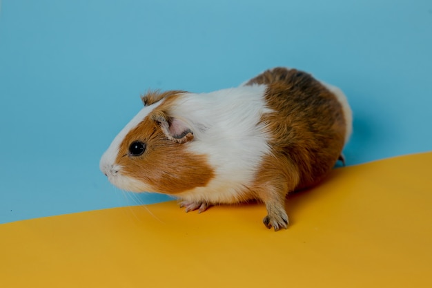 cute guinea pig Premium photo