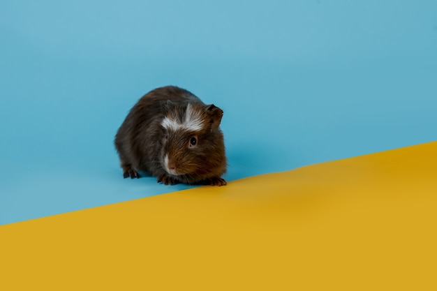 cute guinea pig Premium photo