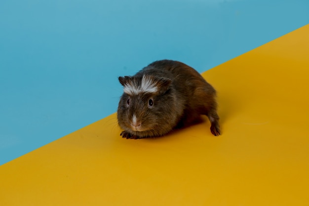 cute guinea pig Premium photo