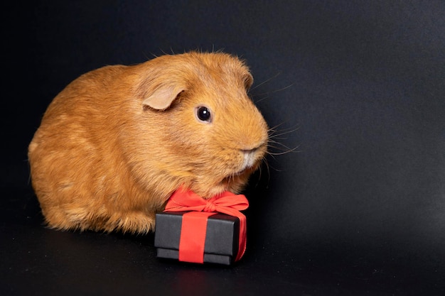 Cute guinea pig with a gift on a black background Congratulations on the holiday place for text