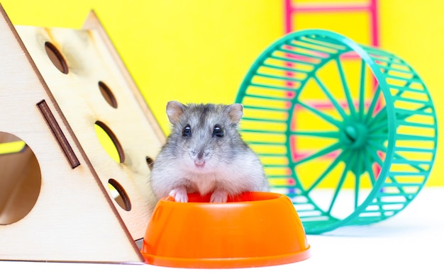 Cute hamster standing by his bowl feed pets