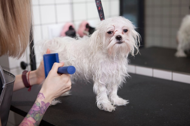 Cute happy little dog at grooming salon