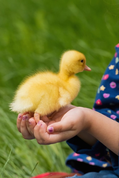 Cute happy little girl with of small duckling in the garden