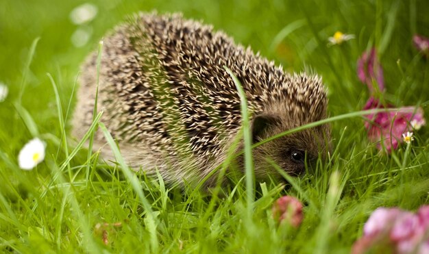 A cute hedgehog sits in green grass in a clearing in the forest