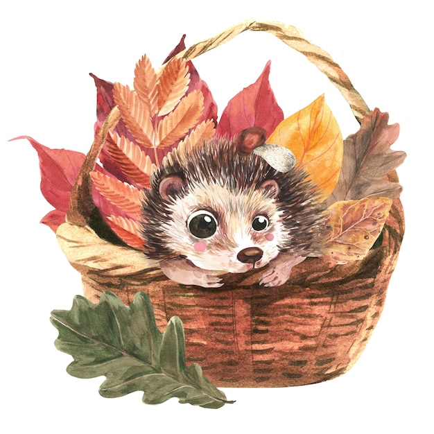 Cute hedgehog in a wicker basket surrounded by leaves Watercolor illustration on a white background Isolate