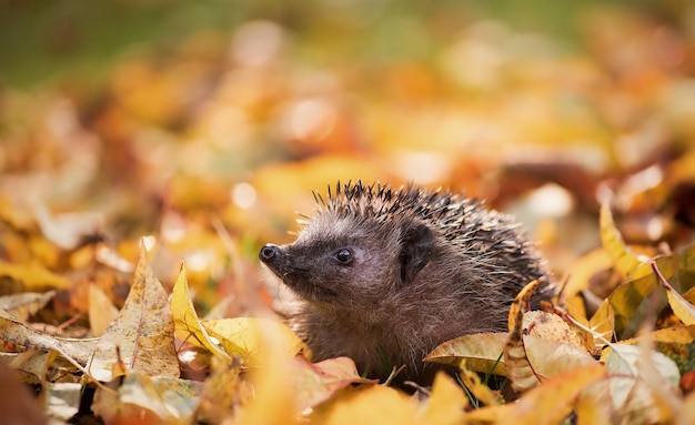 Cute hedgehog in yellow leaves in the forest in autumn