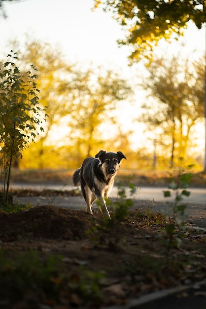 A cute homeless dog walking on the pavement outdoor on a autumn day