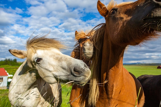 Cute horses on an Icelandic plain