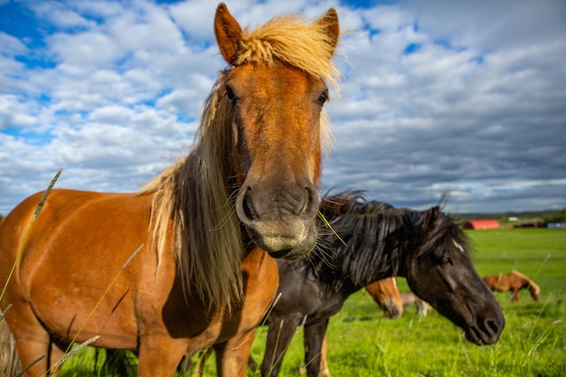 Cute horses on an Icelandic plain