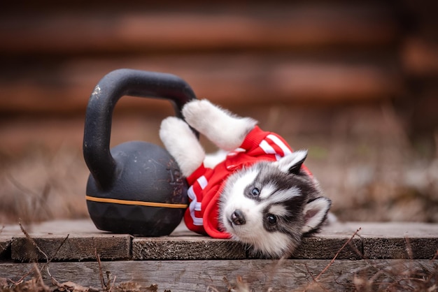 Cute husky puppy in clothes near a wooden house