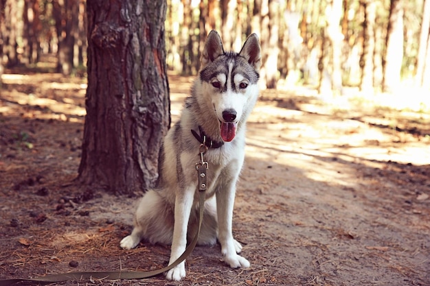 Cute husky on walk in forest