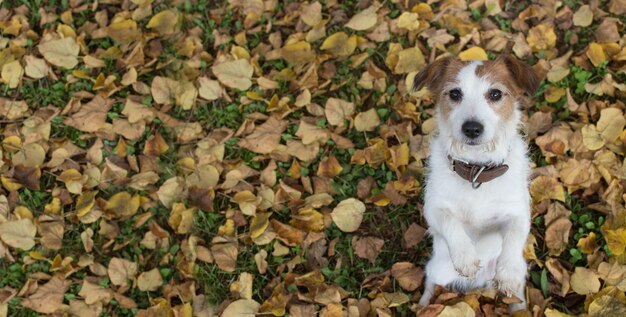 Photo cute jack russell dog sitting on two legs begging food on yellow fall leaves.