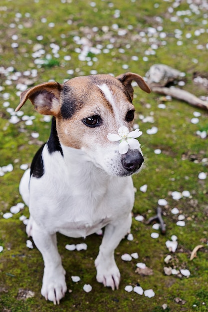 Cute jack russell sitting in grass with white petals