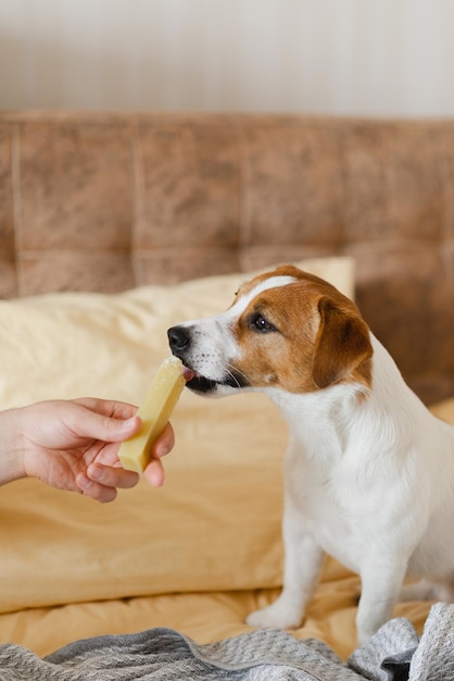 Photo a cute jack russell terrier dog lying on the sofa at home and eating a cheese stick