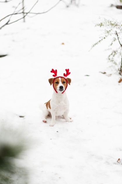 Photo a cute jack russell terrier dog wears fancy reindeer antlers sits in the snow