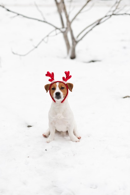 Photo a cute jack russell terrier dog wears fancy reindeer antlers sits in the snow