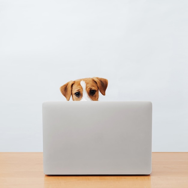 Cute jack russell terrier dog working at the table looks into the laptop