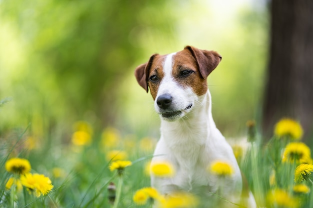 Cute Jack Russell Terrier in yellow flowers close-up. Portrait of a white dog with brown spots. Blurred background.