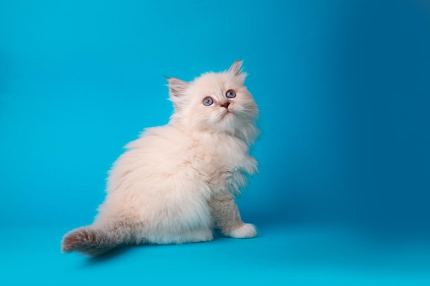 Cute kitten on a blue background studio shooting