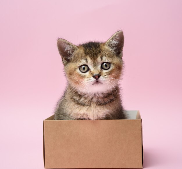 Cute kitten of the breed Scottish golden chinchilla straight sits in a brown box, pink background