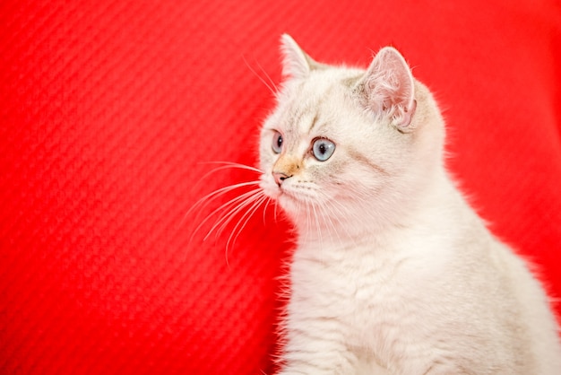 A cute kitten of the British breed lies on a red blanket Place for text New year cat