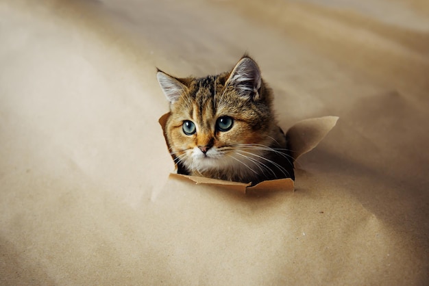 Cute kitten of British chinchilla stuck its muzzle out of a hole in craft paper. Head of red cat on brown background. Copy space. Template for a greeting card.