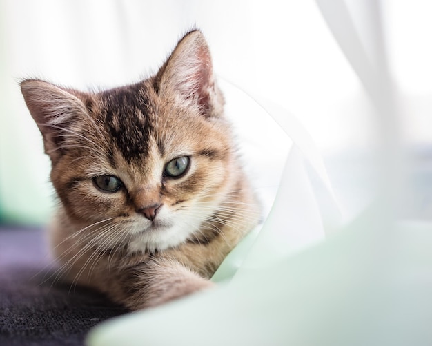 Cute kitten British golden chinchilla is ticked about transparent tulle stretching one paw forwards