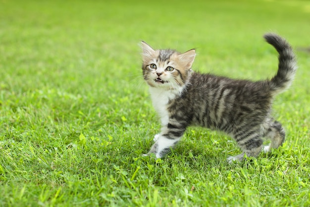 Cute kitten on the grass, in summer