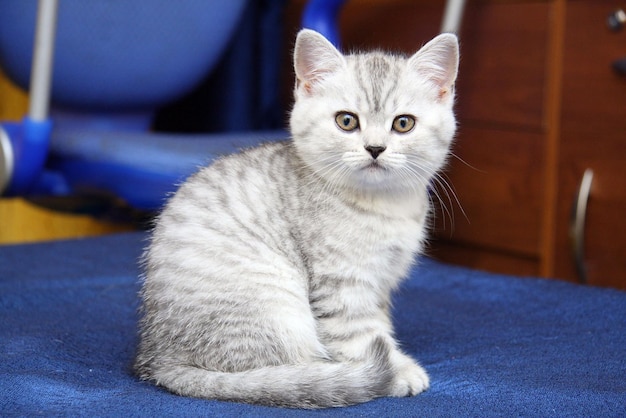 Cute kitten is sitting on the bed.