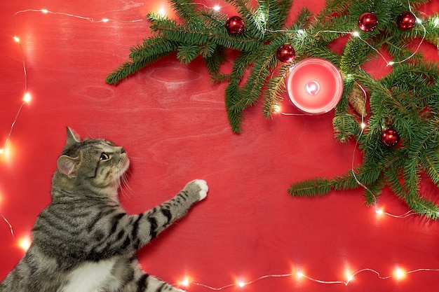 Cute kitten lying and looking at Christmas tree with red balls and lights