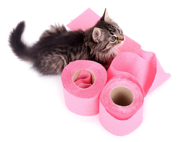 Cute kitten playing with roll of toilet paper isolated on white