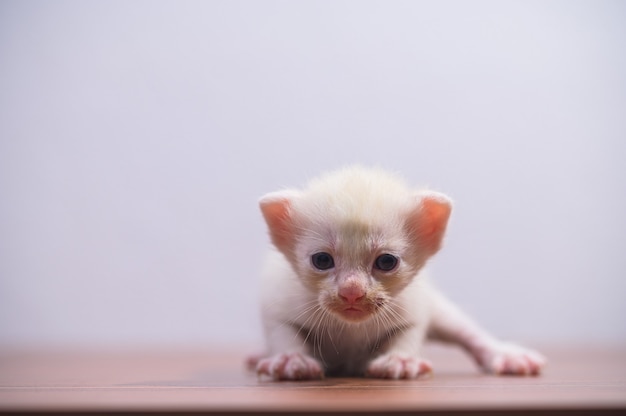 A cute kitten in the room