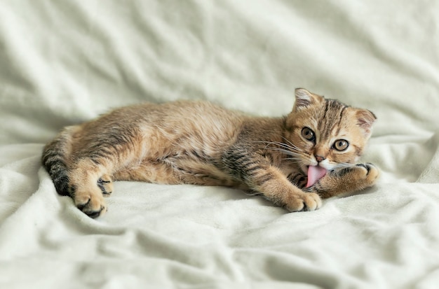 Cute kitten of the Scottish fold breed lying on a blanket