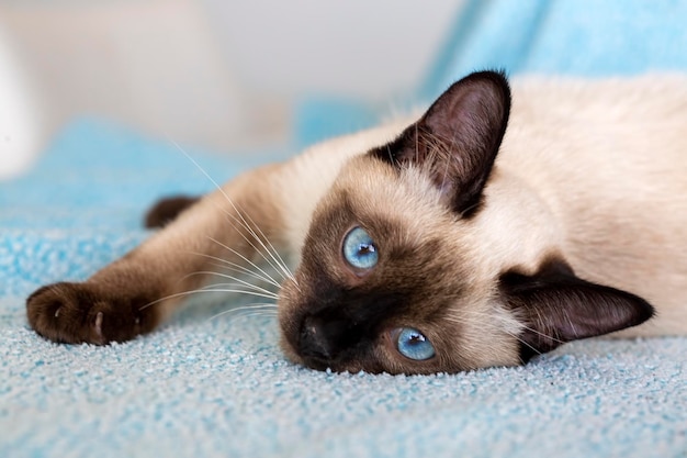 Cute kitten siamese cat indoor