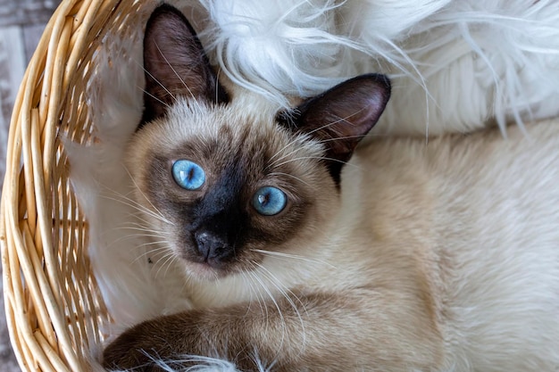 Cute kitten siamese cat indoor