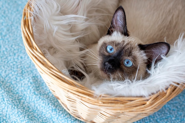 Cute kitten siamese cat indoor