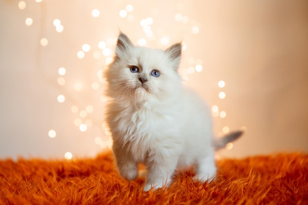 Cute kitten sitting on the background of a Christmas new year garland