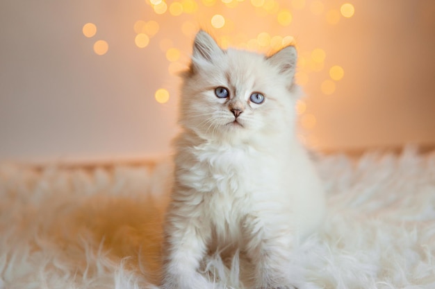 Cute kitten sitting on the background of a Christmas new year garland